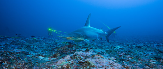 FH Blancpain helps the great hammerhead shark